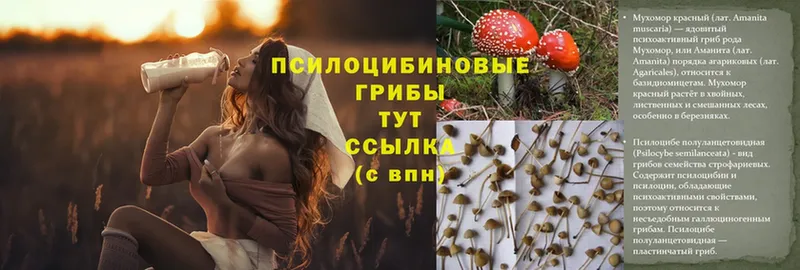 Псилоцибиновые грибы GOLDEN TEACHER  Белоярский 